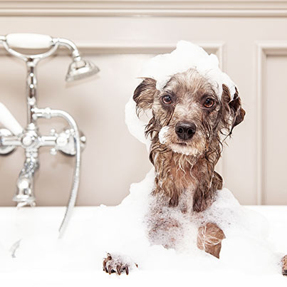 wet puppy in a bath