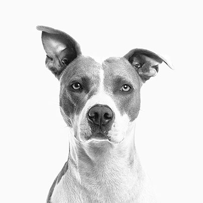 curious puppy with one bent ear