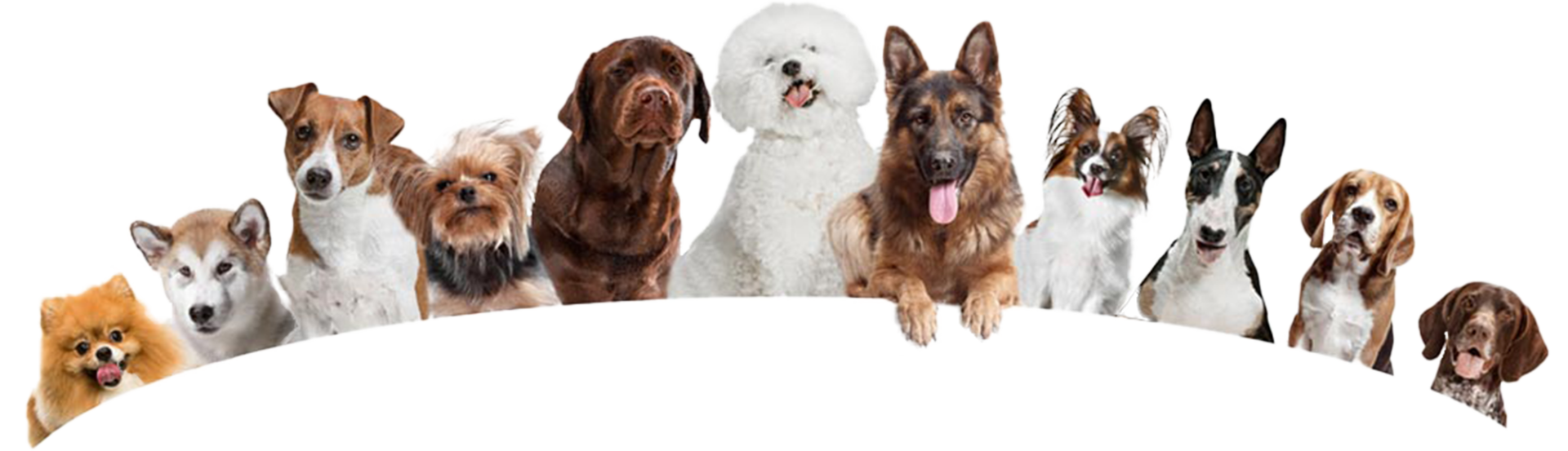 doggie-salon-page-banner-a copy