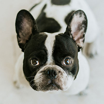 french bulldog