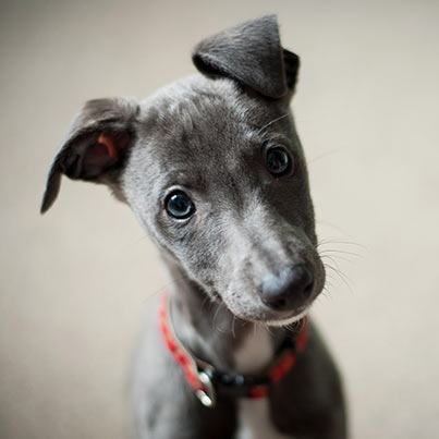 cute gray puppy